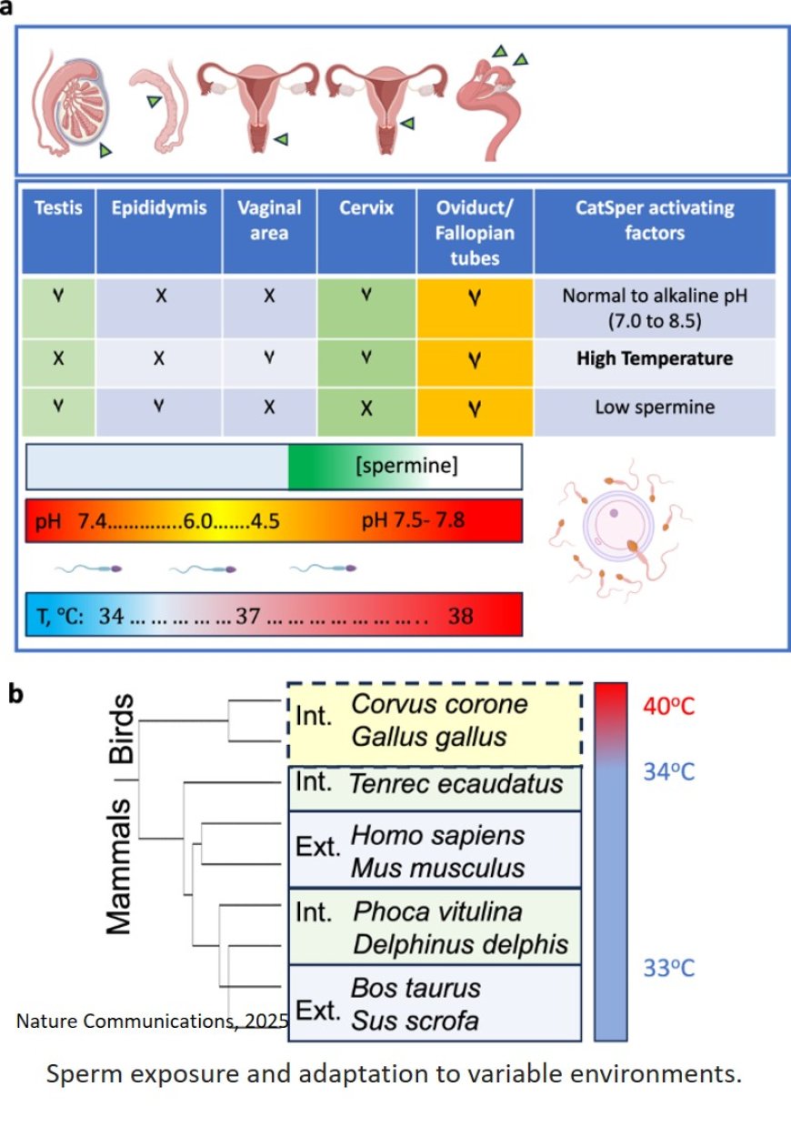 The essential calcium channel of sperm CatSper is temperature-gated