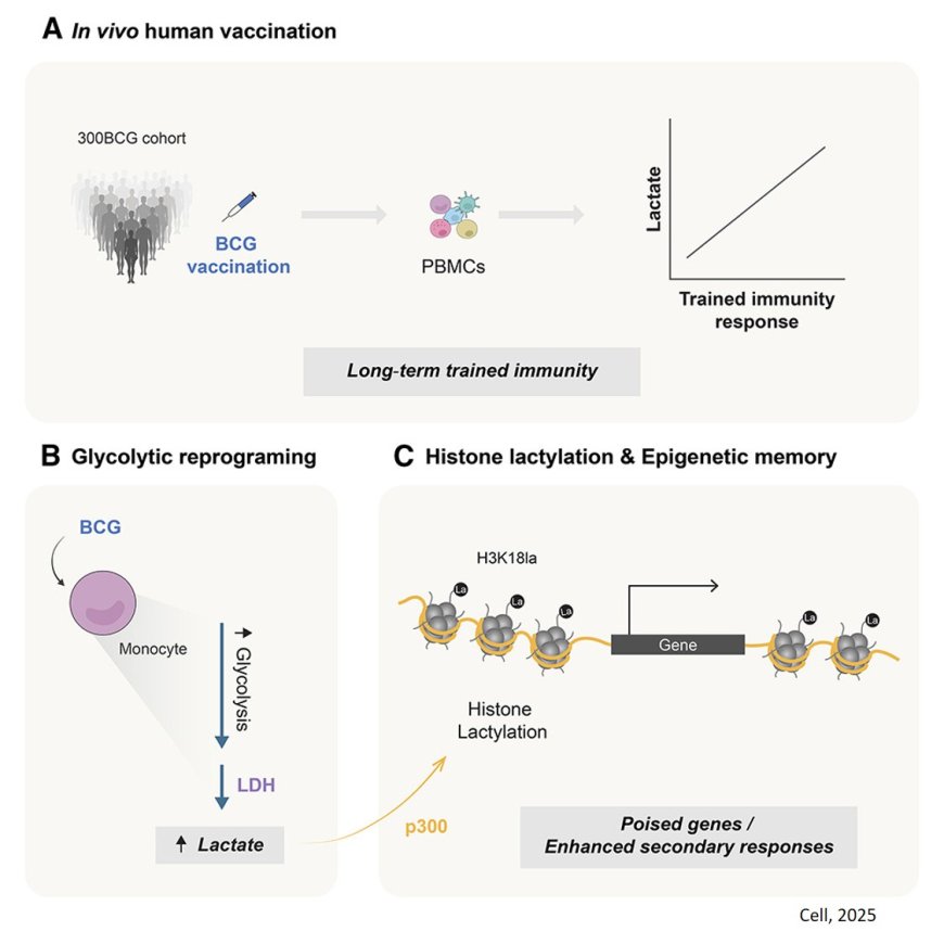 Lactate links metabolism and epigenetics for trained immunity