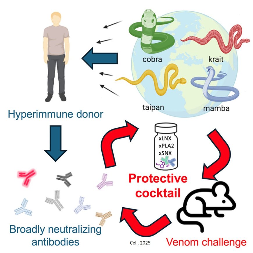 Broadly neutralizing human antibodies to neutralize snake venom