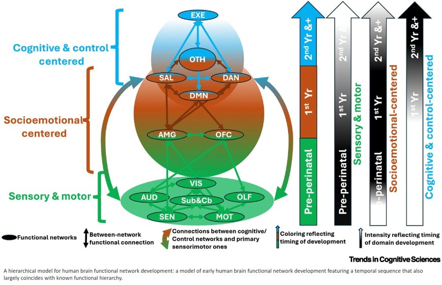 A hierarchical model of early brain functional network development