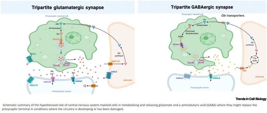 The neuronal-like behaviour of macrophages