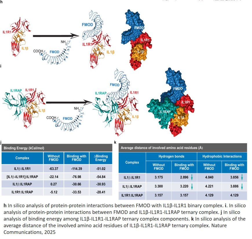 Fibromodulin selectively accelerates myofibroblast apoptosis in cutaneous wounds by enhancing interleukin 1β signaling
