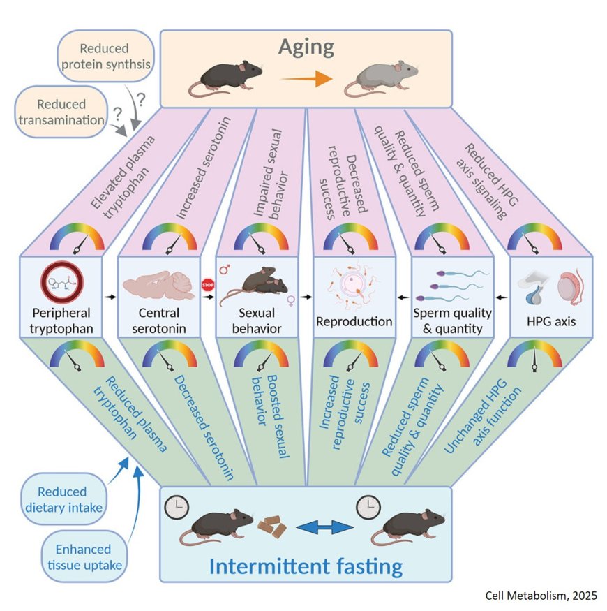 Intermittent fasting boosts sexual behavior by limiting the central availability of tryptophan and serotonin