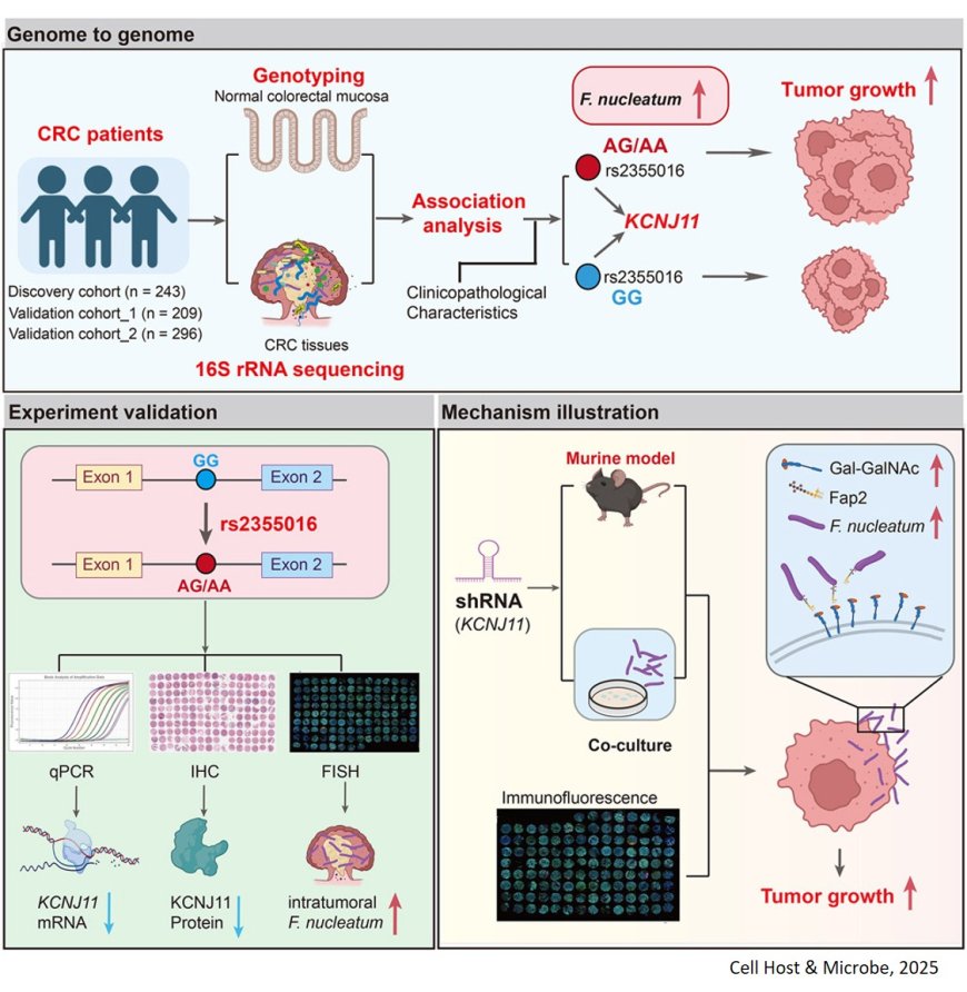 Interplay between human genetics and intratumoral microbiota in colorectal cancer