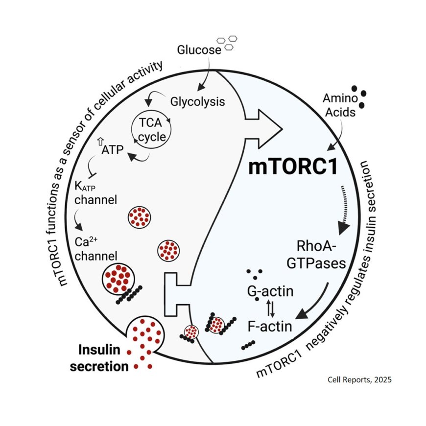 Beta cells intrinsic sensor regulates secretory activity