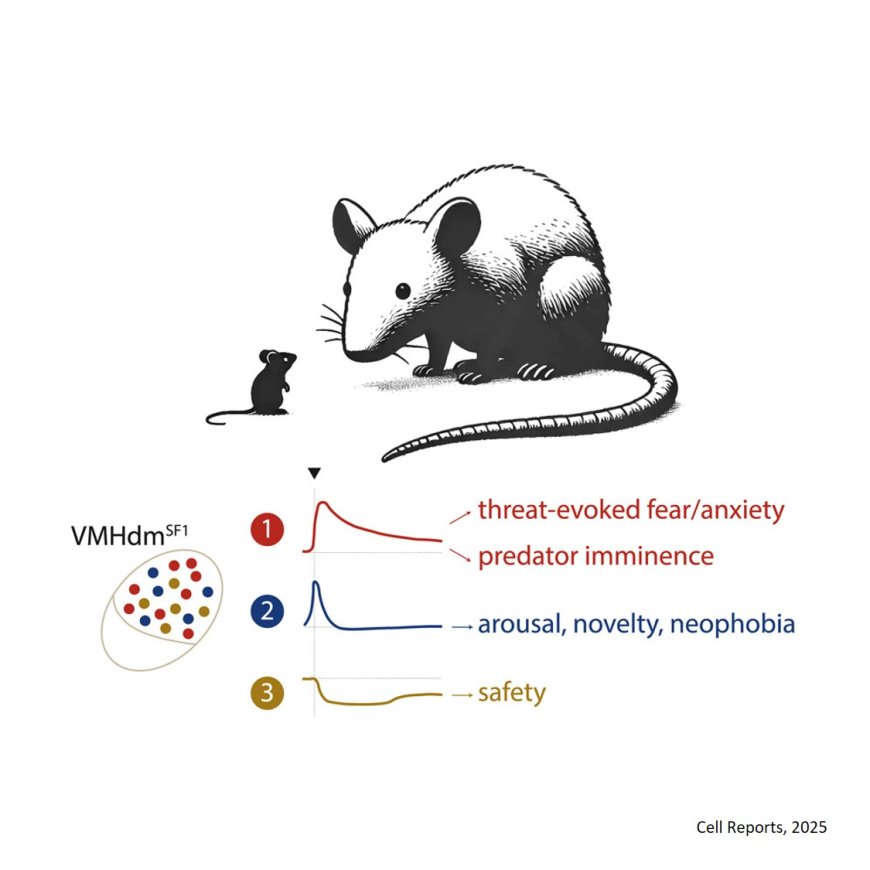 Population coding of predator imminence in the hypothalamus