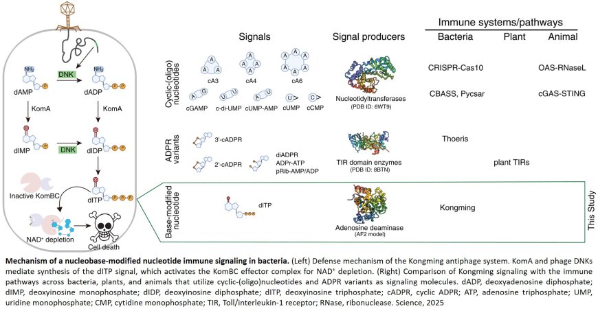 A new type of immune defense in E. coli