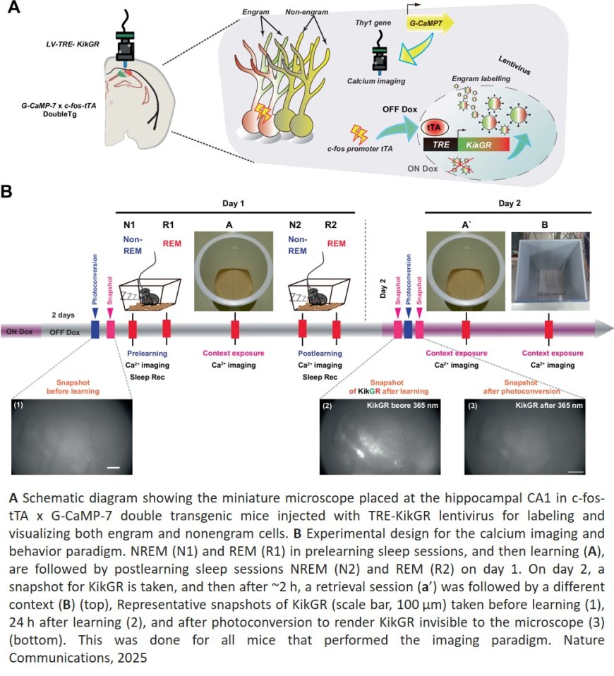 Mechanism to process past and future memories parallelly during sleep