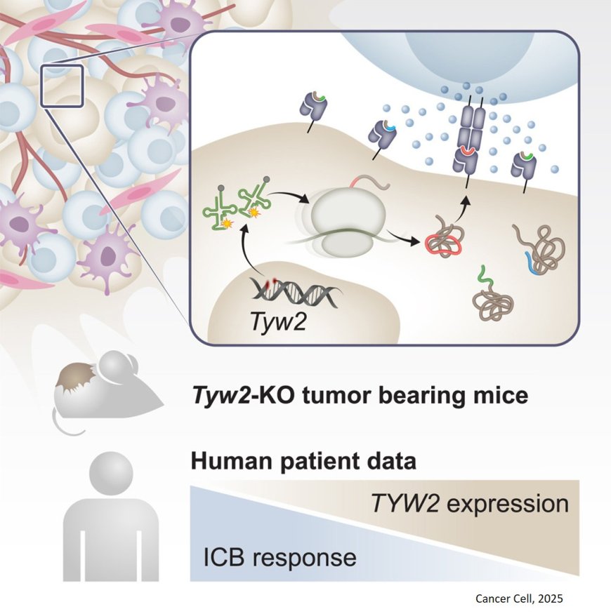 Translation dysregulation in cancer as a source for targetable antigens