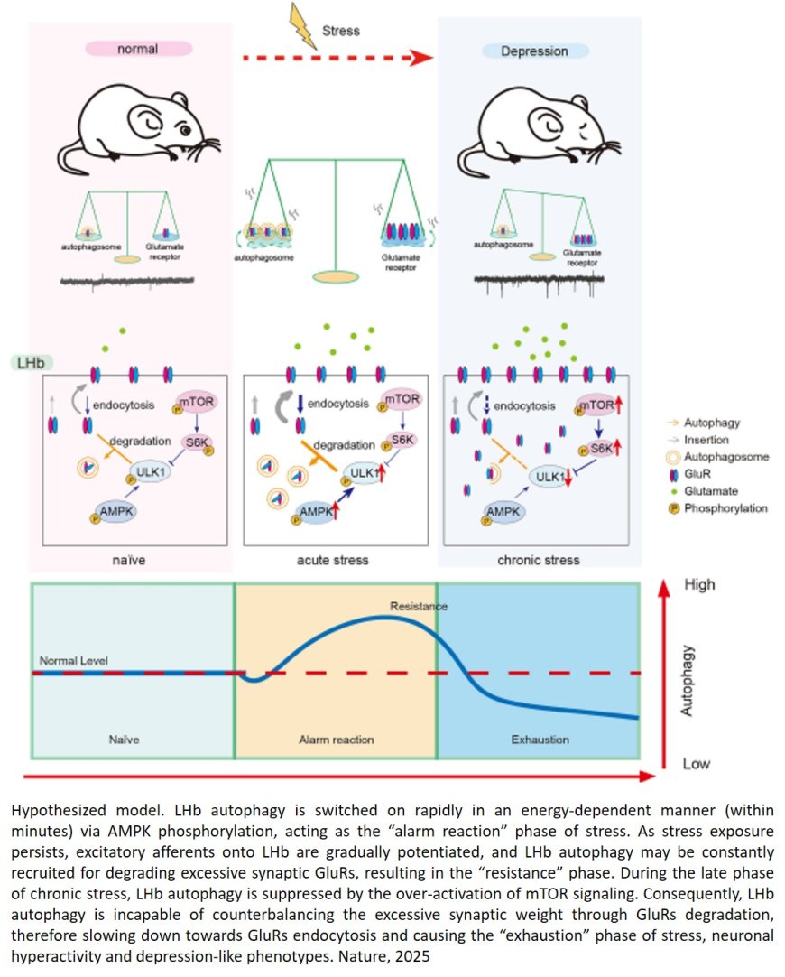 Chronic stress drives depression by disrupting autophagy