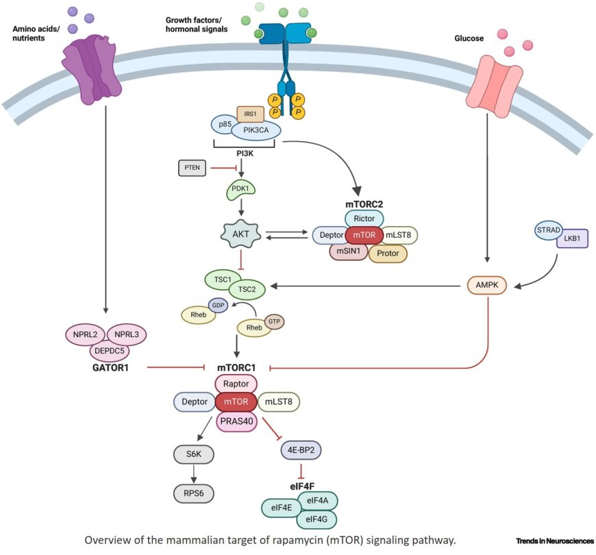 Somatic mosaicism and interneuron involvement in mTORopathies