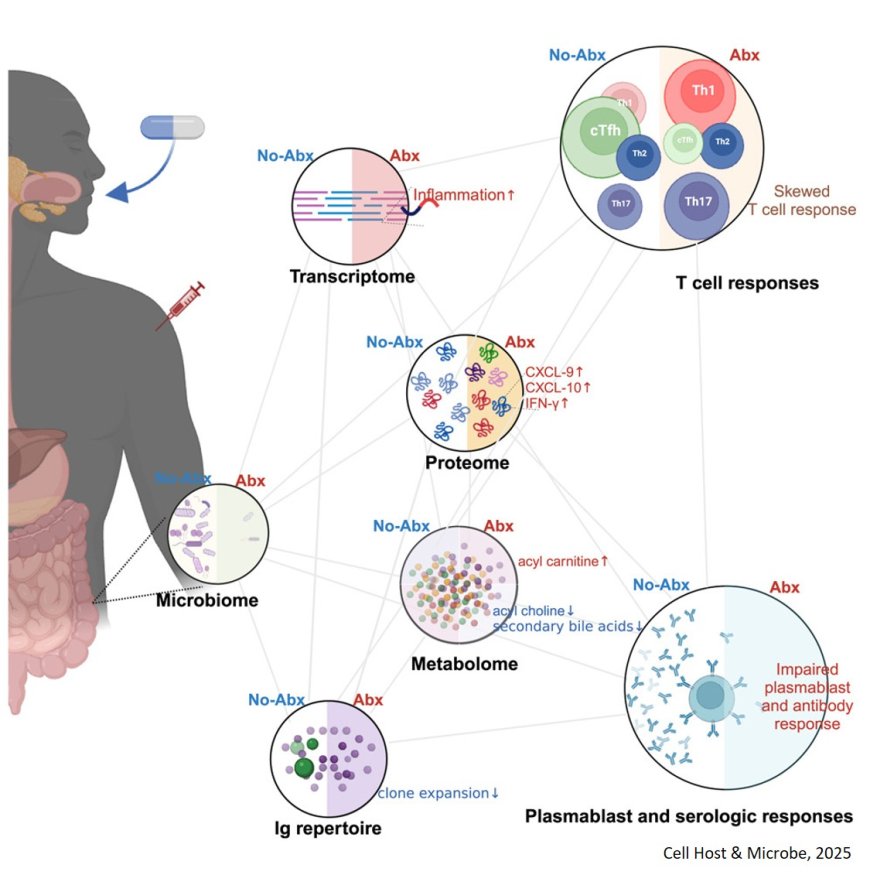 Antibiotic-induced gut microbiome perturbation alters the immune responses to the rabies vaccine