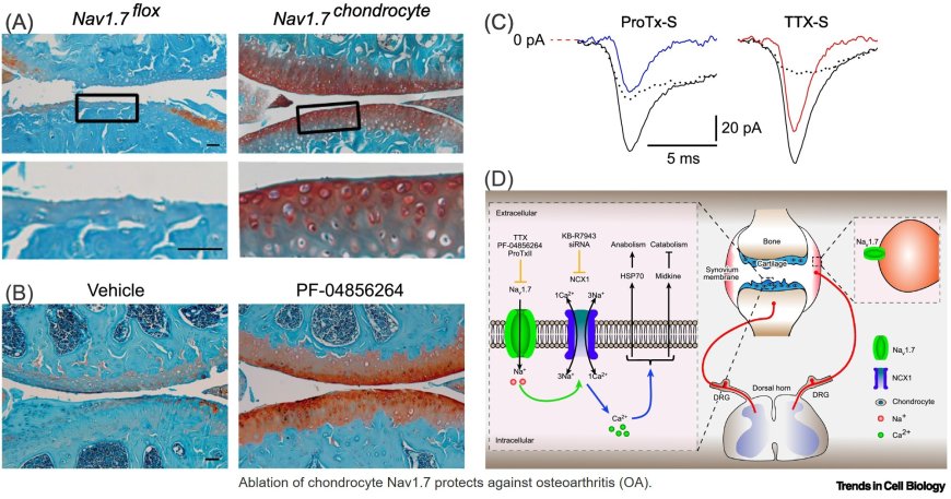 Role of sodium channels in non-excitable cells