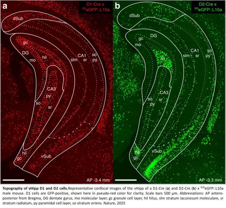 Dopamine D1–D2 signalling in hippocampus arbitrates approach and avoidance