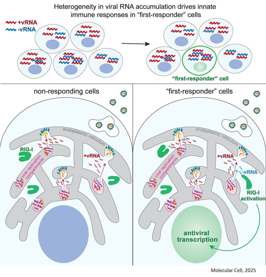 Innate immunity to West Nile virus initiated by the negative-sense viral RNA