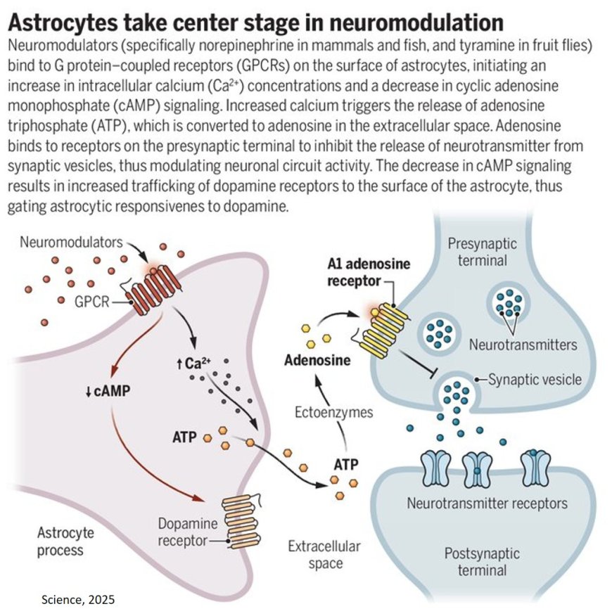 Modulating synapses through astrocytes
