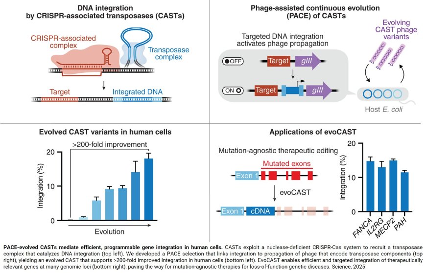 Programmable gene insertion in human cells using a new gene editor