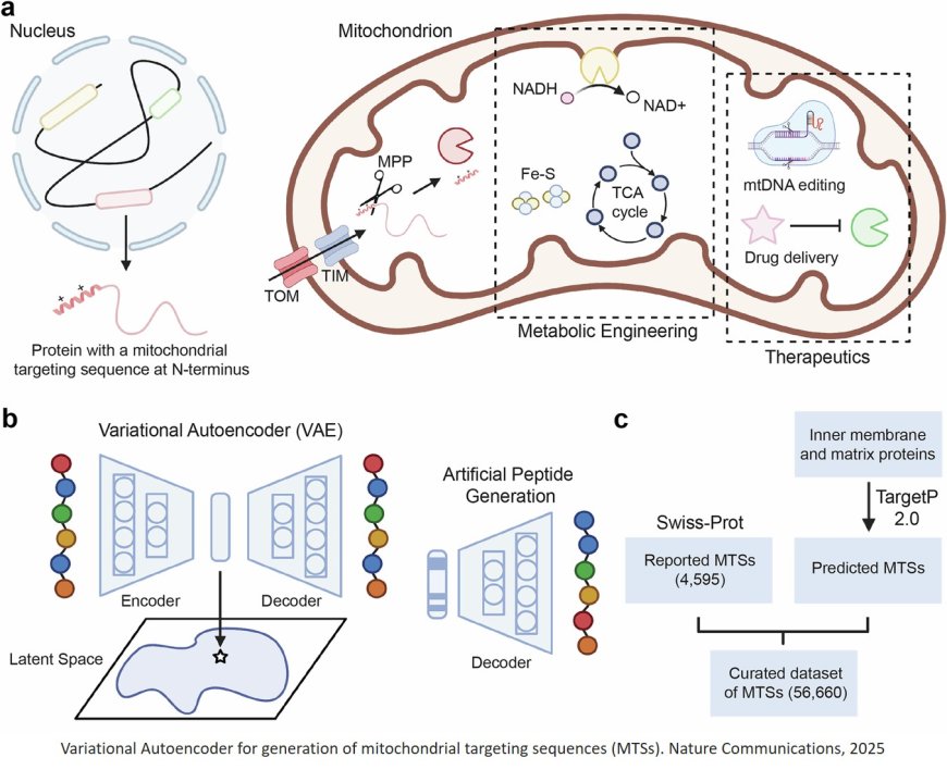AI to expand the mitochondrial targeting toolkit