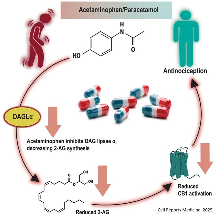Acetaminophen inhibits diacylglycerol lipase synthesis of 2-arachidonoyl glycerol: Implications for nociception