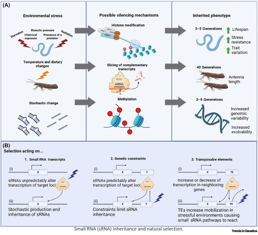 Small RNA inheritance in animal evolution