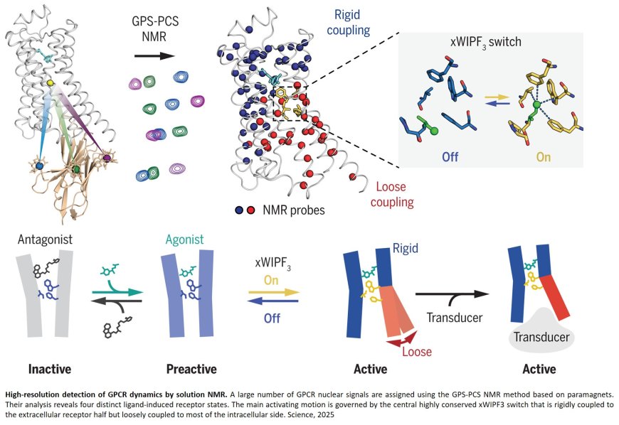 Tracking the motions of GPCRs