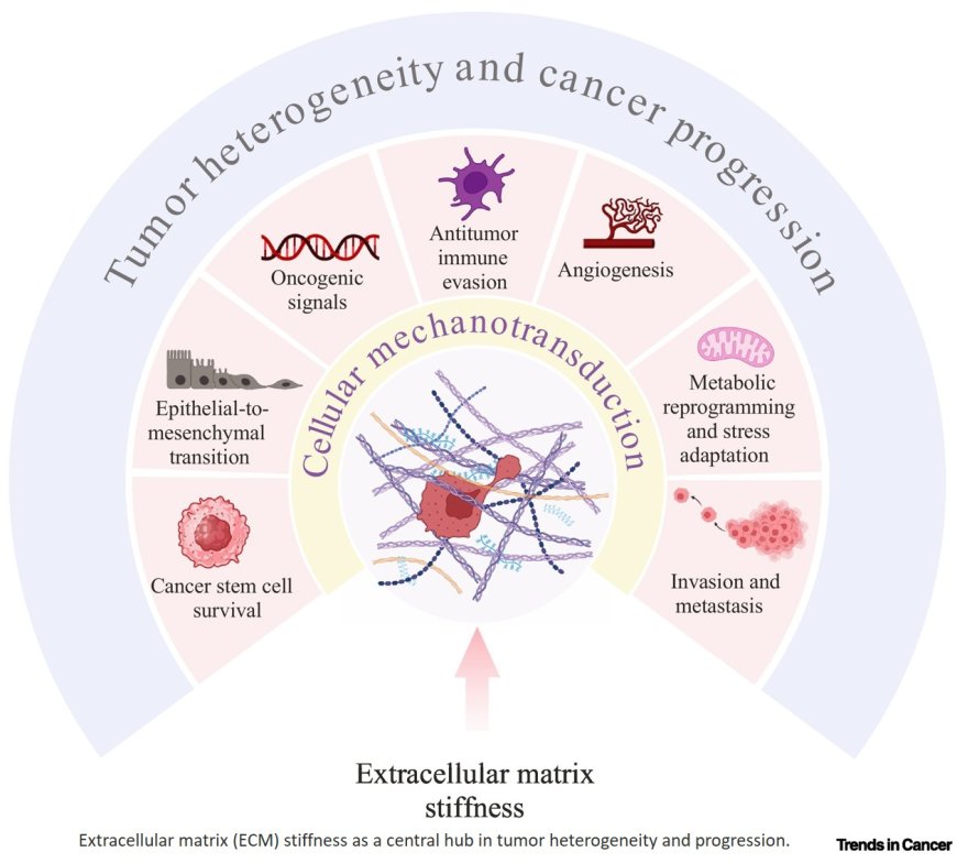 Tumor heterogeneity and aggression
