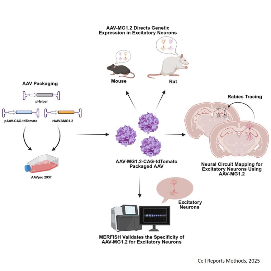 An AAV capsid targets excitatory neurons rather than microglia
