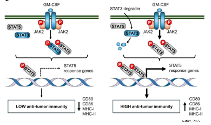 STAT5 and STAT3 balance shapes tumor immunity
