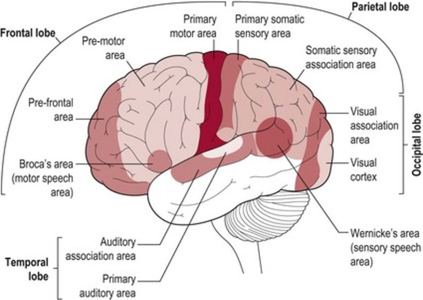 Cerebral Cortex