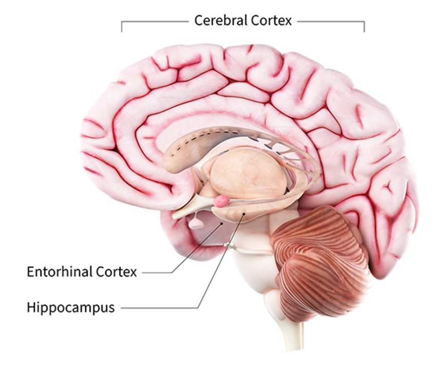 Anatomy of the Hippocampus