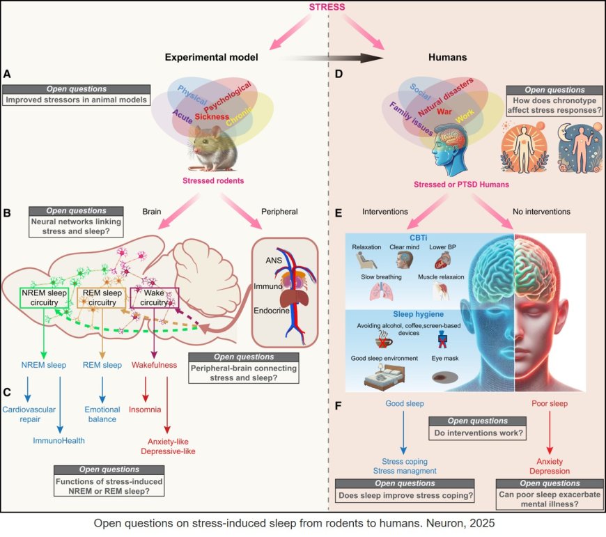 Sleep and the recovery from stress