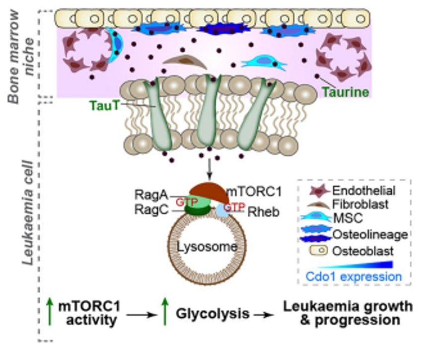 Tumor taurine drives glycolysis to promote leukaemogenesis