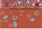Fixing cholesterol metabolism problem to prevent blindness
