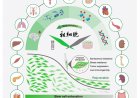 Senescence-resistant human mesenchymal progenitor cells counter aging