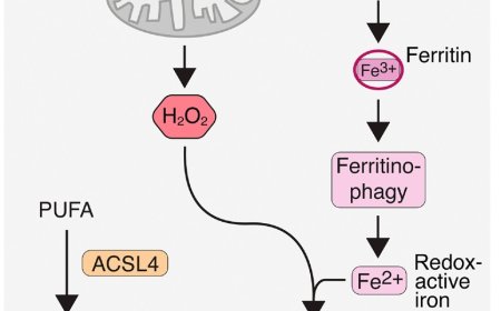 Nutritional regulators of ferroptosis