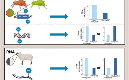 Epigenomic and epitranscriptomic methylation in animal coloration