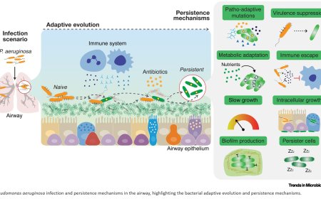 How Pseudomonas aeruginosa evade antibiotic therapy?