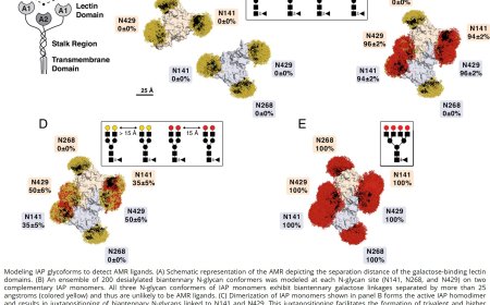 Reexamining binding determinants of a receptor linked to sepsis