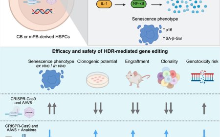 Unintended consequences of gene editing in hematopoietic stem cells