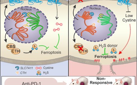 How sickle cell disease suppresses antitumor immunity