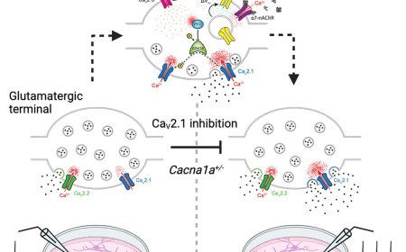CaV2.1 mediates presynaptic dysfunction induced by amyloid b oligomers