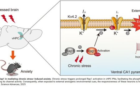 How ventral hippocampus drives stress-induced anxiety