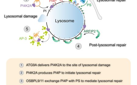 ATG9A and ARFIP2 cooperate to control PI4P levels for lysosomal repair