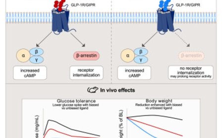 Biased agonism of GLP-1R and GIPR enhances glucose lowering and weightloss, with dual GLP-1R/GIPR biased agonism yielding greater efficacy