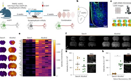 Neurons associated with the suppression of binge drinking identified!