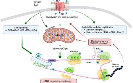 How subcellular translation controls metabolism