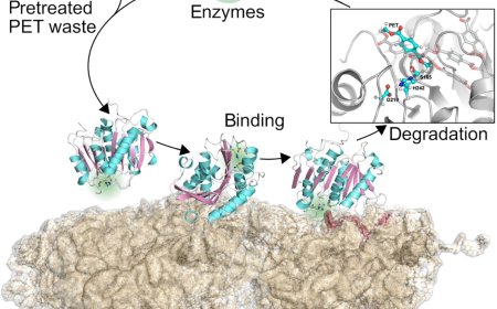 Polyethylene terephthalate (PET) and their hydrolases