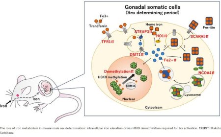 Iron in sex determination of mammalian embryos