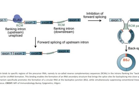 ELAV protein shapes the brain’s unique circular RNA landscape