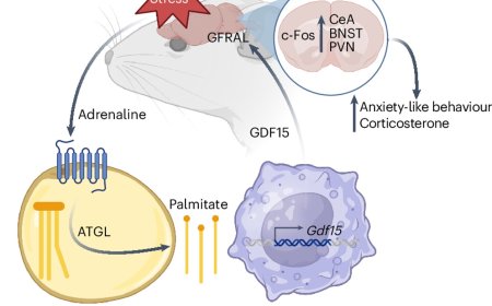 GDF15 links adipose tissue lipolysis with anxiety